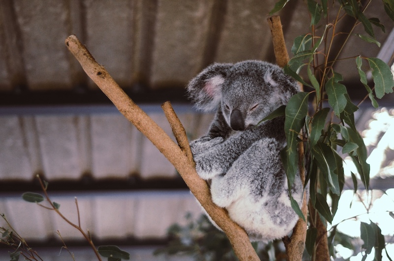 21st Birthday Party Ideas At Koala Sanctuary